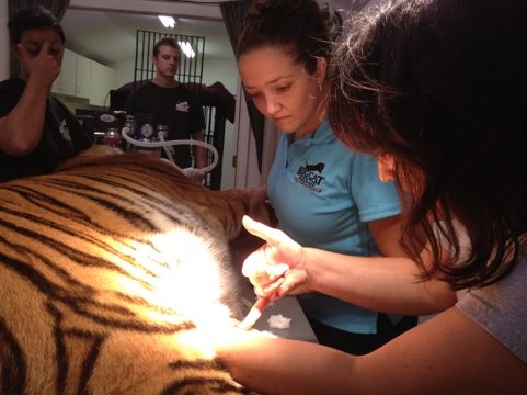Dr. Wynn biopsies the mass on Cookie tiger's belly for lab tests