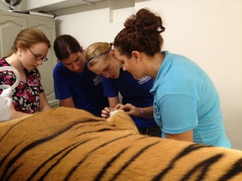 Jamie shows interns how Cookie tiger's declawed feet are growing claws