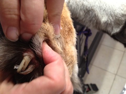 Though declawed as a cub, this tiger's nails have grown back in twisted