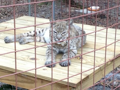Precious the bobcat loves her new perch made by the Enrichment Committee