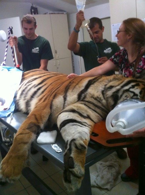 Chris rigs up a sling to hold Cookie tiger's leg out of the way