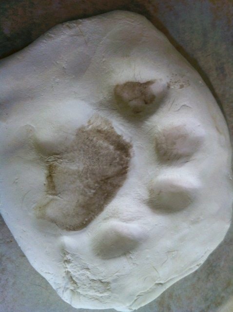 A cast is made of Cookie the tiger's paw while she is sleeping