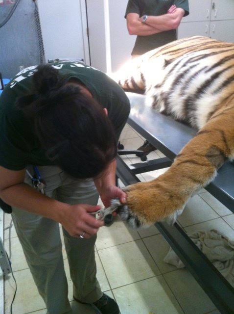 Jennifer clips the nails that have grown back so they do not puncture her paw pads