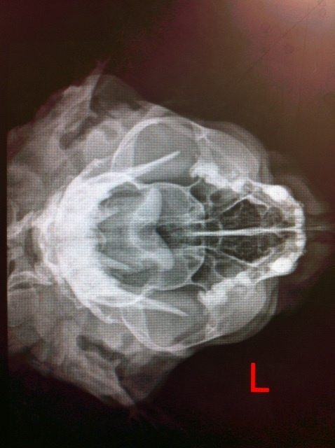 Bobcat skull x-ray.  Raindance the bobcat.
