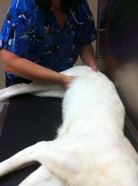 Tonga the white serval being examined by Dr. Wynn