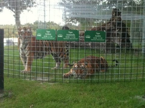 Andre and Arthur; two of the new TX tigers