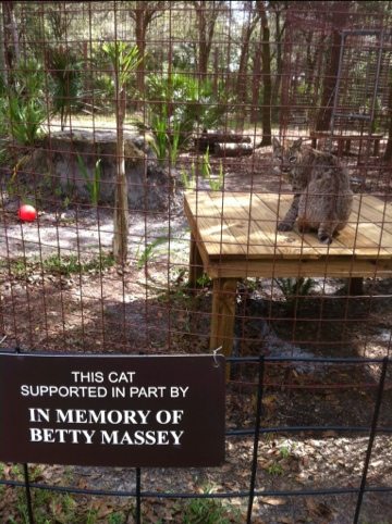Memorial signs throughout the sanctuary  Today at Big Cat Rescue Oct 21 20111021 112707