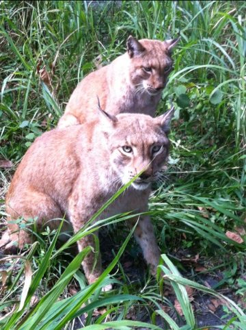 Siberian Lynx brothers in the soft grass