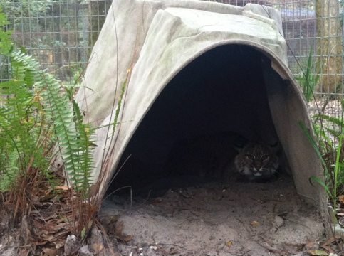 A rare peek at Skip the bobcat in his den