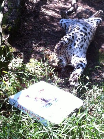 Leopards still having fun with pizza boxes  Today at Big Cat Rescue Oct 21 20111021 155525