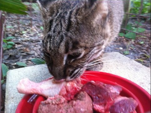 Amur Leopard Cat dinner includes beef, chicken and Natural Balance  Today at Big Cat Rescue Oct 21 20111021 155531