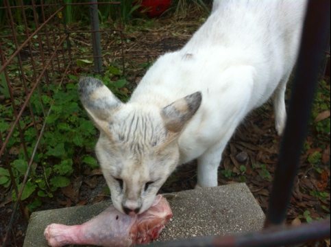 Turkey is a special treat for Pharaoh the white serval and others tonight