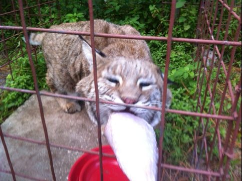 Windstar the bobcat is happy he is on the turkey list tonight  Today at Big Cat Rescue Oct 21 20111021 155550