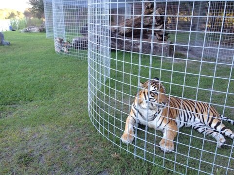 Tigers lining up for turkey at Big Cat Rescue