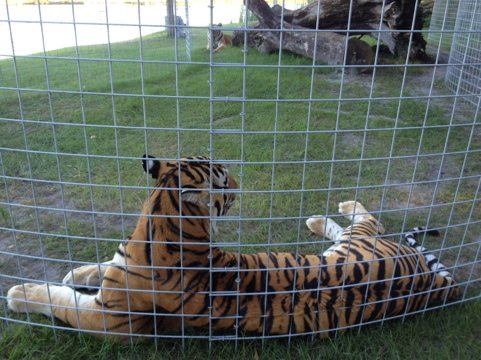 Andre and Arthur; two of the new TX tigers  Today at Big Cat Rescue Oct 21 20111021 180613