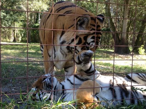 Most tigers prefer to live alone, but Shere Khan and China Doll enjoy each other