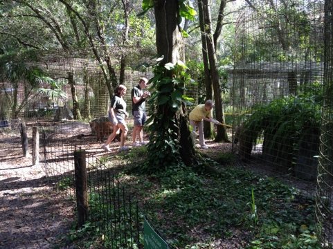 20111030-150330.jpg  Today at Big Cat Rescue Oct 30 20111030 150330