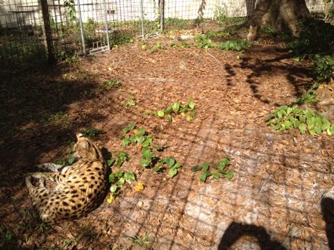 20111030-150338.jpg  Today at Big Cat Rescue Oct 30 20111030 150338