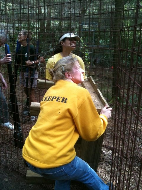 20111030-150356.jpg  Today at Big Cat Rescue Oct 30 20111030 150356