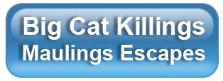 Big Cat Attacks  PressRoom ButtonAttacks