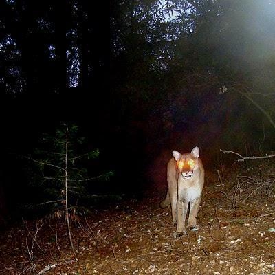 Extinct cougar caught on film in NY state 2011 Oct 07