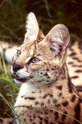 Esmerelda the serval back when she was younger  Esmerelda ServalPhotoClassicEsmerelda