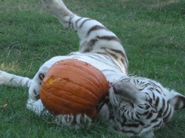 Happy Halloween White Tiger Pumpkin