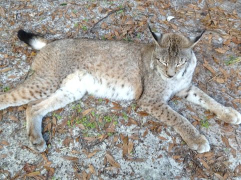 Kanawha the Siberian Lynx snoozes away in her cat-a-tat in the woods