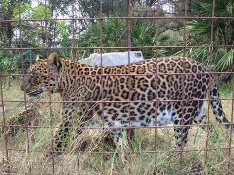 Jade and Armani Leopards vie for attention