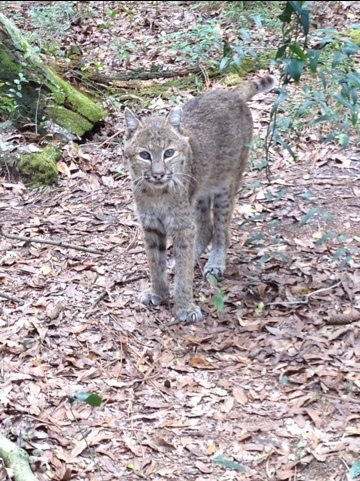 Skinny little Ace the bobcat is pretty much deaf & blind but gets along well