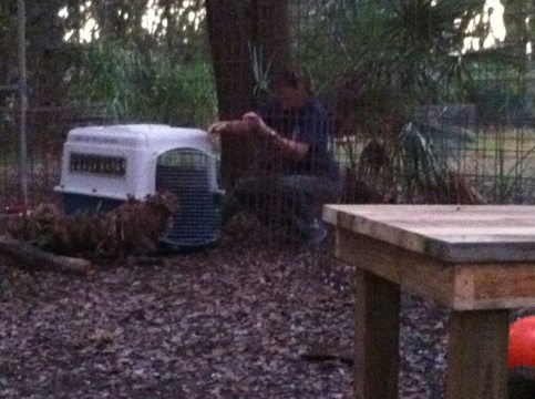 Ops Mgr Gale moves Little Dove to be next to Alex the bobcat