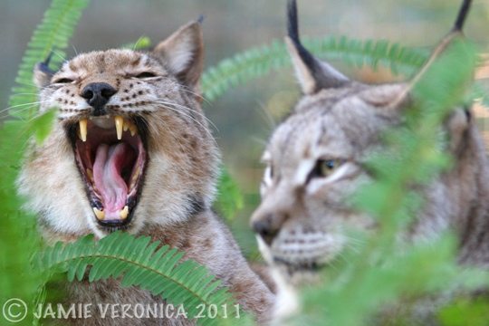 Natasha and Willow the Siberian Lynx
