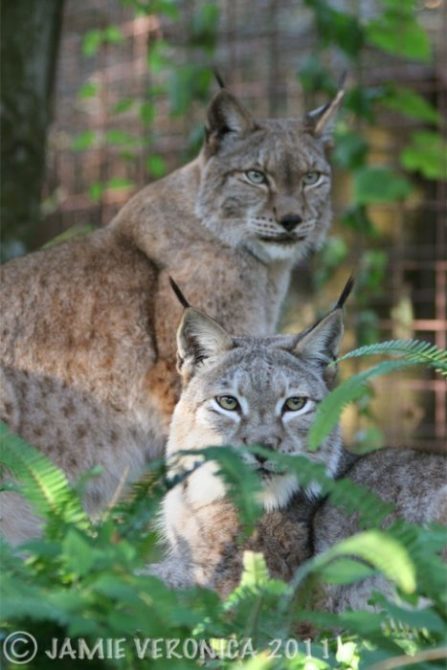 Natasha and Willow the Siberian Lynx