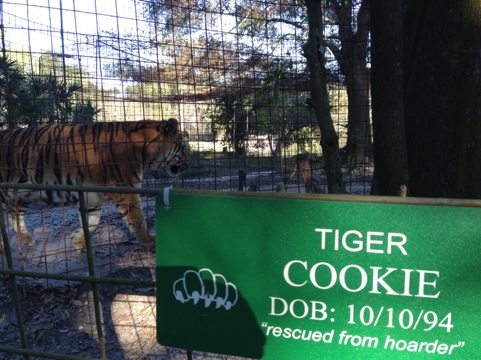 Cookie the tiger is doing well after her surgery to remove tumor