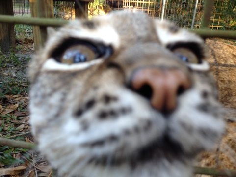 Little Feather the bobcat sticks her nose through the wire