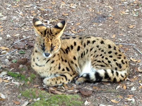 Bongo serval realizes I have no food with me and shows his disdain
