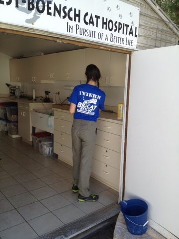 Interns scrubbing down the floors and surfaces of Cat Hospital for next cat