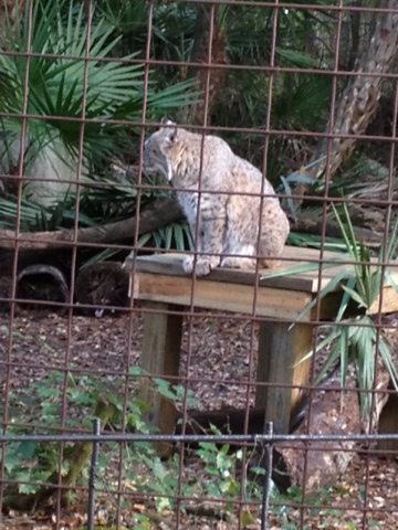 Little Dove the bobcat loves her new platform by Enrichment Committee