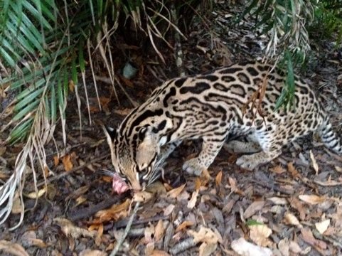 PurrFection the ocelot says she would rather have a rat than turkey