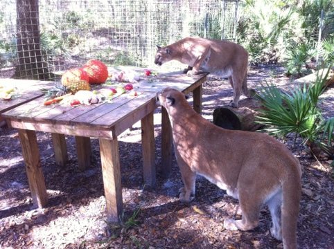 Ares and Orion the cougar "cubs" are always first on the scene