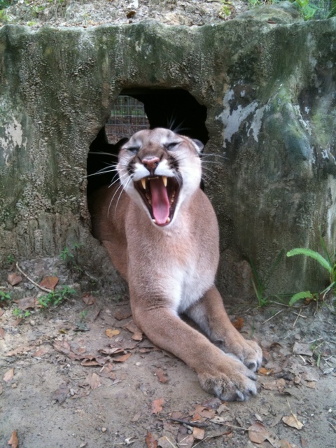 Keepers are greeted by sleepy cats emerging from dens each morning