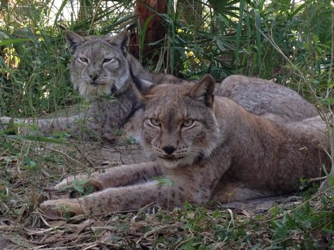 These Siberian Lynx have a huge complex thanks to former building by Vern