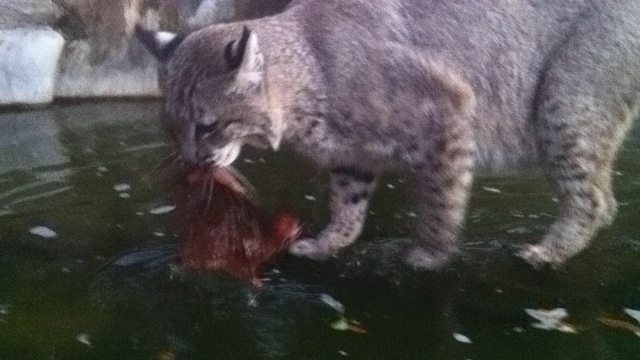 Max the bobcat doesn't even hesitate to leap into the water