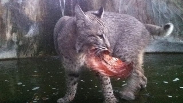 Check out BigCatRescue.biz for photos of Max the bobcat you can buy