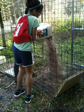 Volunteers add dirt to the lock out area so that the cats feet aren't on wire