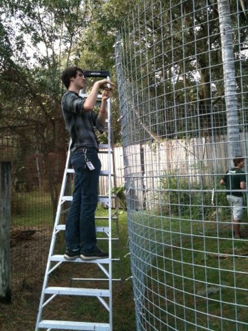 Adding the term, "expert cage builder" to resume  Today at Big Cat Rescue Nov 19 20111119 112418