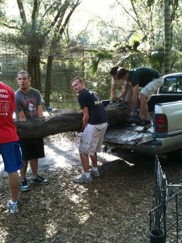 Volunteers haul a dead tree into a leopard cage for climbing  Today at Big Cat Rescue Nov 19 20111119 112428