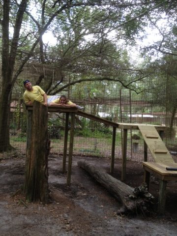 Jen and Darren Holley lounging on Reno the leopard's new cat walk  Today at Big Cat Rescue Nov 19 20111119 145330