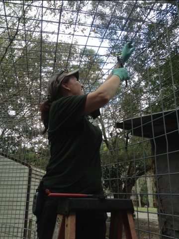 Maureen spends the after noon putting a lid on a new cage
