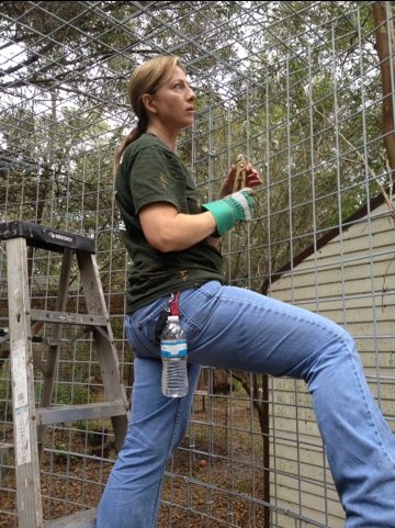 Sue climbs the side like a monkey to reach those hard to get rings  Today at Big Cat Rescue Nov 19 20111119 145341